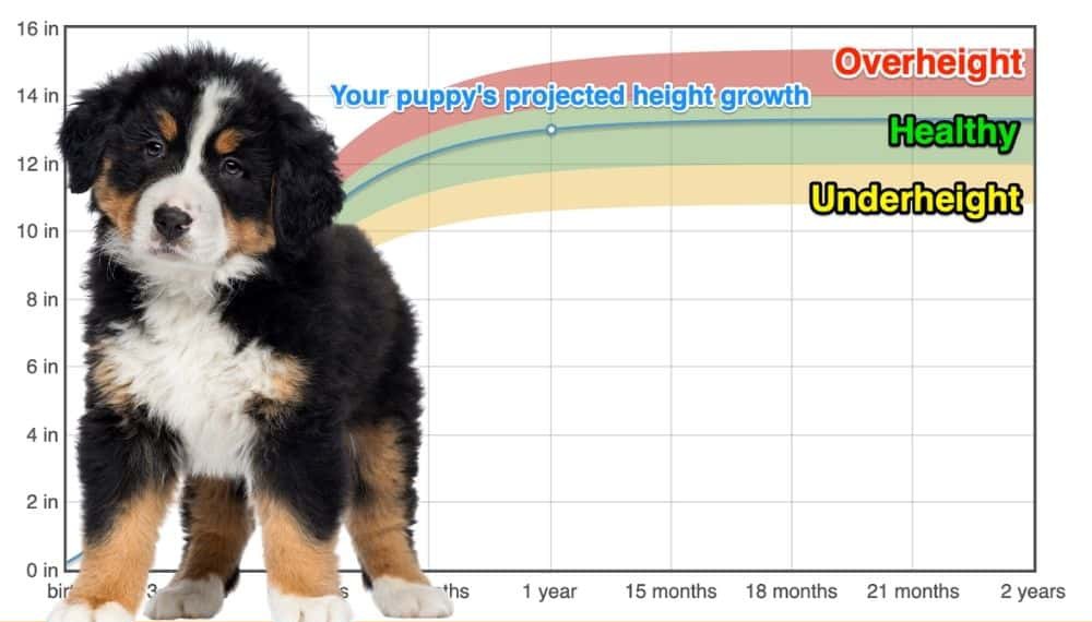 Bernese Mountain Dog Height+Growth Chart How Tall Will My Bernese